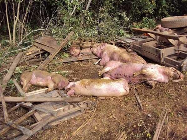 Vários porcos morreram no local do acidente(Imagem:Divulgação)