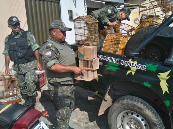 Polícia Ambiental apreendeu mais de 100 animais silvestres em operação na capital.(Imagem:Polícia Ambiental)