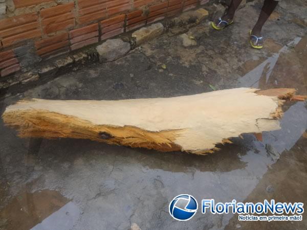 Raio atinge árvore e danifica residências em Floriano.(Imagem:FlorianoNews)