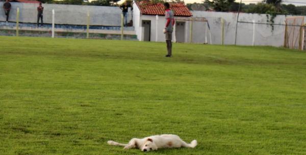 Tranquilo, vira-lata fez até poses para fotos na semifinal no Juca Fortes.(Imagem:Josiel Martins)