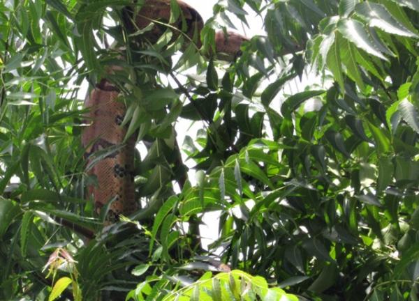 Jiboia de 2 metros aparece em árvore e assusta moradores.(Imagem:Blog do Pessoa)