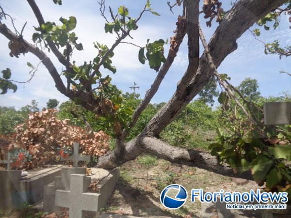 Árvore cai destruindo túmulos em cemitério da zona rural de Floriano.(Imagem:FlorianoNews)