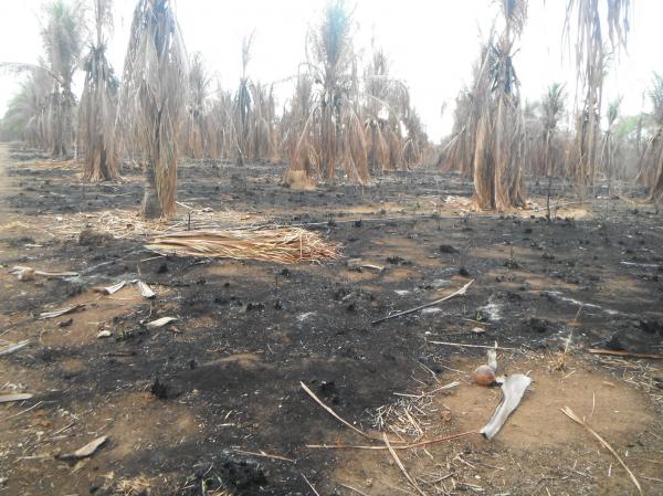 Incêndio atingiu plantação de coco na localidade Morrinhos.(Imagem:FlorianoNews)