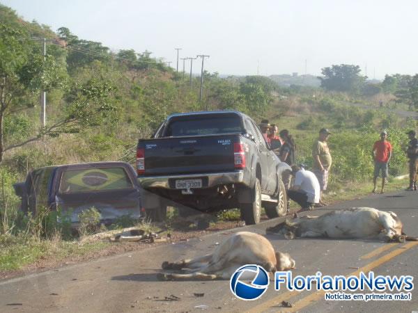 Animais invadem pista e causam acidente na BR-343 em Floriano.(Imagem:FlorianoNews)