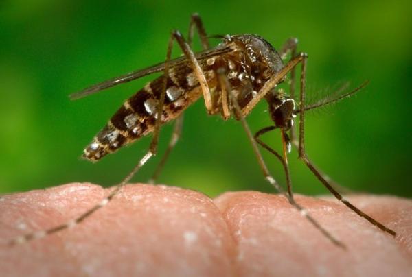Dois casos de chikunguny foram confirmados em Teresina.(Imagem:CDC-GATHANY/PHANIE/AFP)