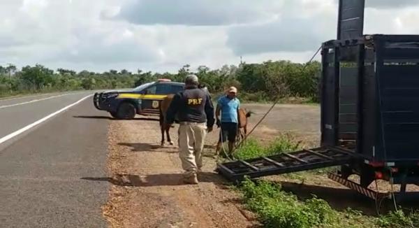 PRF inicia operação de apreensão de animais em todo o estado do Piauí(Imagem:Divulgação/PRF)