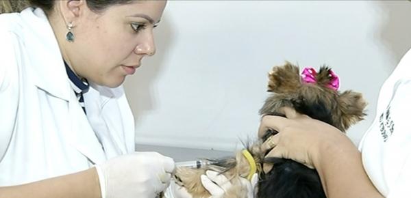 Teste de calazar em cães(Imagem:Reprodução)