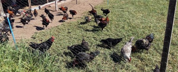 Pesquisa da UFPI busca origem das galinhas nativas brasileiras.(Imagem:José Lindenberg R. Sarmento)