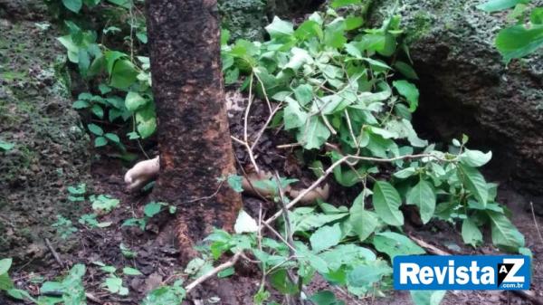 Corpo foi encontrado coberto de galhos de árvore.(Imagem:Revista AZ)