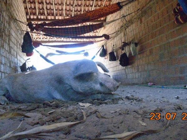 Alojamento junto com chiqueiro de porcos no Piauí.(Imagem:Ministério Público do Trabalho)
