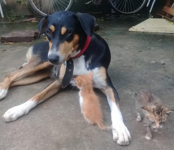 Após a rejeição da mãe, gatinhos se aproximaram da cadela Lassie - Piripiri, Piauí.(Imagem:Arquivo Pessoal)