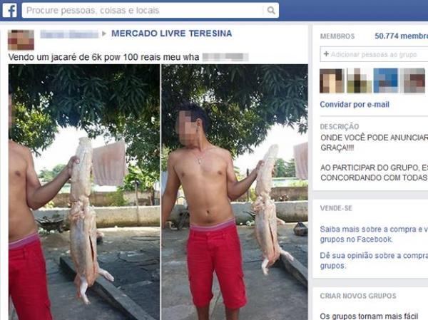 Homem faz post em uma rede social anunciando a venda ilegal de jacaré.(Imagem:Reprodução/Facebook)