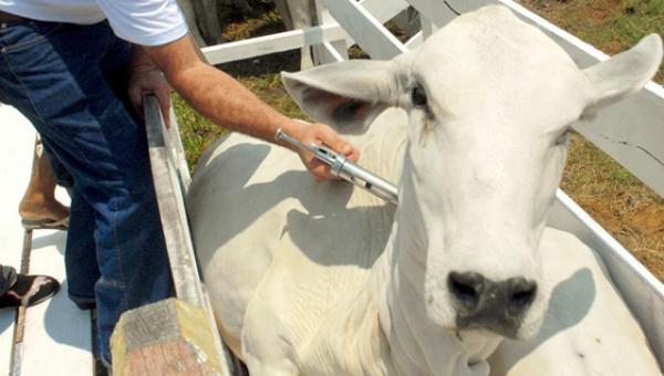 Adapi alerta sobre necessidade de certificação contra aftosa.(Imagem:Divulgação)