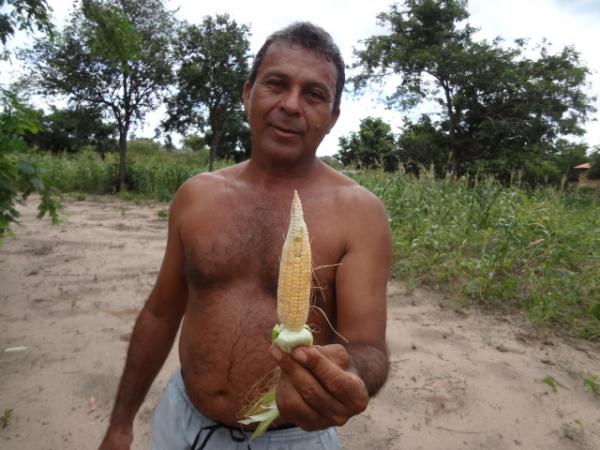 Falta prolongada de chuva compromete a agricultura.(Imagem:FlorianoNews)