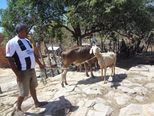 Cabra 'adota e amamenta' bezerra em Floriano.(Imagem:FlorianoNews)