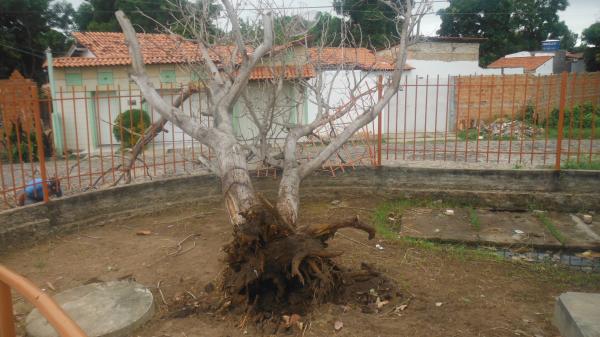 Forte ventania arrancou árvores e placas em Floriano.(Imagem:FlorianoNews)