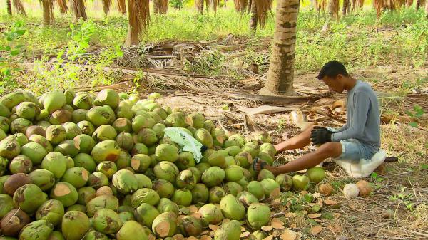 Gleisson descasca cerca de dois mil cocos por dia de trabalho(Imagem:Reprodução/TV Globo)