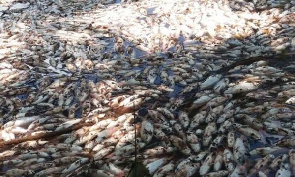 Peixes mortos no Riacho Curimatá.(Imagem:Arquivo pessoal)