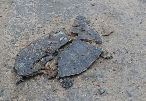 Mortes de cágados aumentam em Teresina e blitz quer evitar atropelamentos.(Imagem:Jackeline Lustosa)