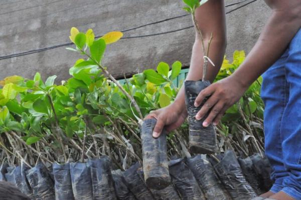 Governo vai distribuir 200 mil mudas de caju à agricultores piauienses(Imagem:SDR)