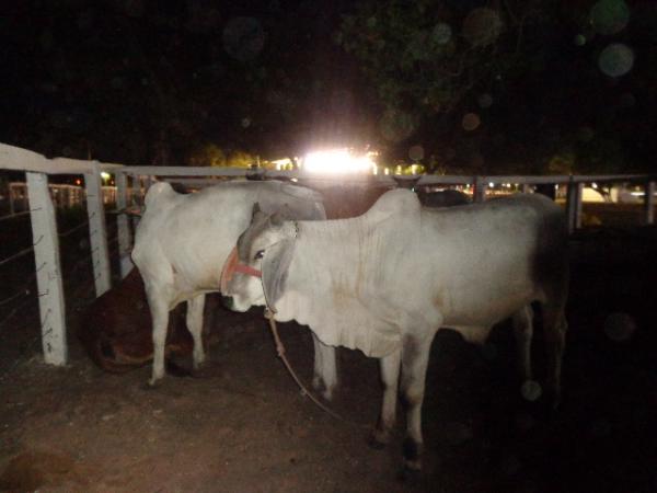 Parque de Exposições recebeu os primeiros animais para 43ª Feira Agropecuária de Floriano.(Imagem:FlorianoNews)