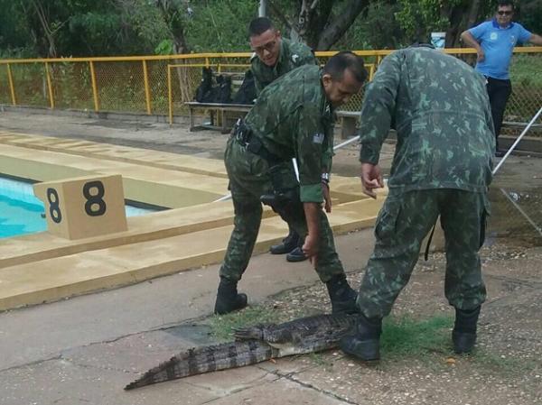 Jacaré foi capturado dentro da piscina da Universidade Federal do Piauí.(Imagem:Divulgação/Polícia Ambiental)