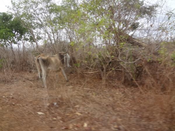 Seca mata animais na zona rural de Floriano.(Imagem:FlorianoNews)