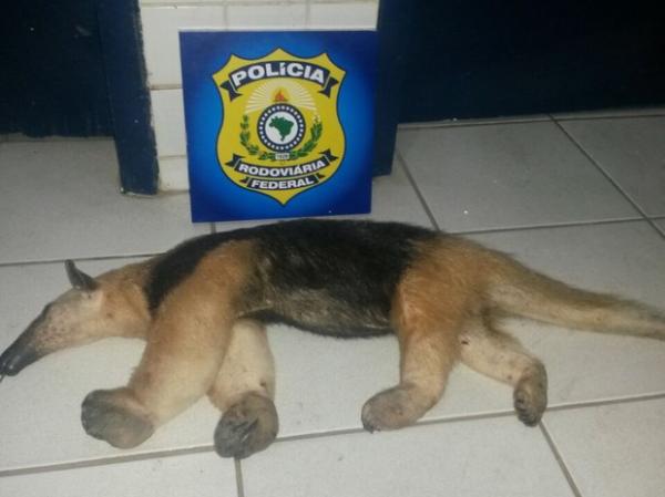 Animal apreendido em Floriano.(Imagem:Polícia Rodoviária Federal)