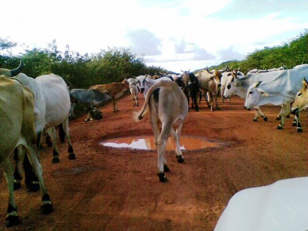 Internauta envia fotos para reclamar situação das estradas do Piaui(Imagem:Gil Coelho)