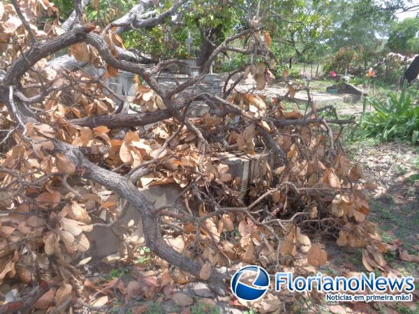 Árvore cai destruindo túmulos em cemitério da zona rural de Floriano.(Imagem:FlorianoNews)