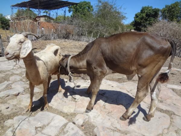 Cabra 'adota e amamenta' bezerra em Floriano.(Imagem:FlorianoNews)