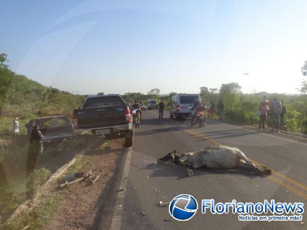 Animais invadem pista e causam acidente na BR-343 em Floriano.(Imagem:FlorianoNews)