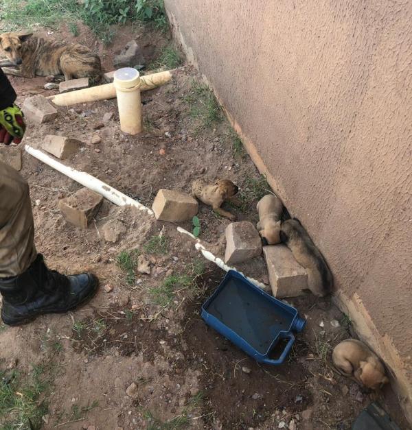 Filhotes e a mãe foram achados no canto de um muro do terreno onde havia o incêndio. (Imagem:Divulgação/Corpo de Bombeiros)