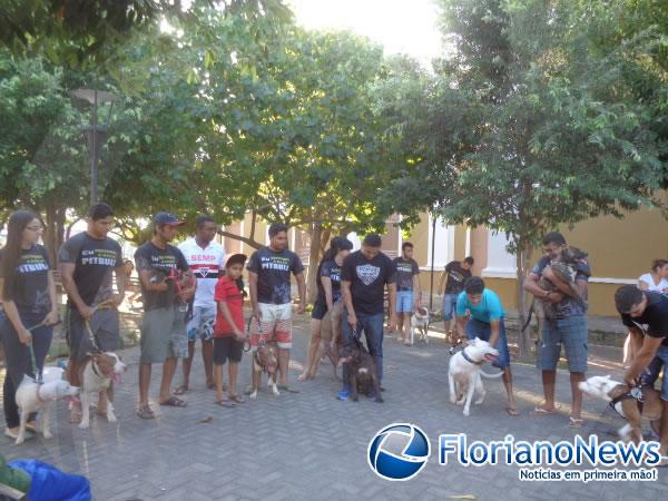 1º Encontro Nacional de Pitbulls é realizado em Floriano.(Imagem:FlorianoNews)