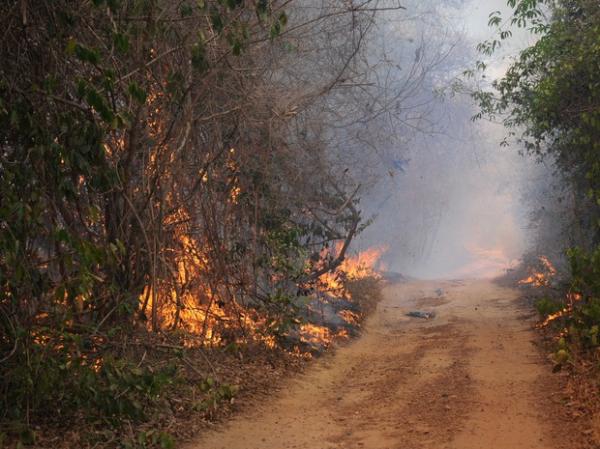 Incêndio na Floresta Nacional de Palmares, no Piauí.(Imagem:Francisco Gilásio/CCOM)
