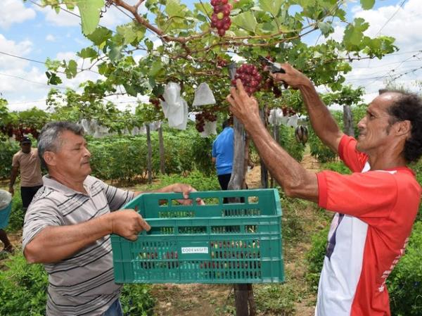 Famílias driblam a seca e investem na plantação de uvas no sertão do PI.(Imagem:Alonso Gomes)