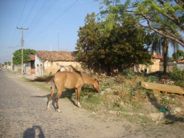 Flagrante: Animais na pista(Imagem:redação)