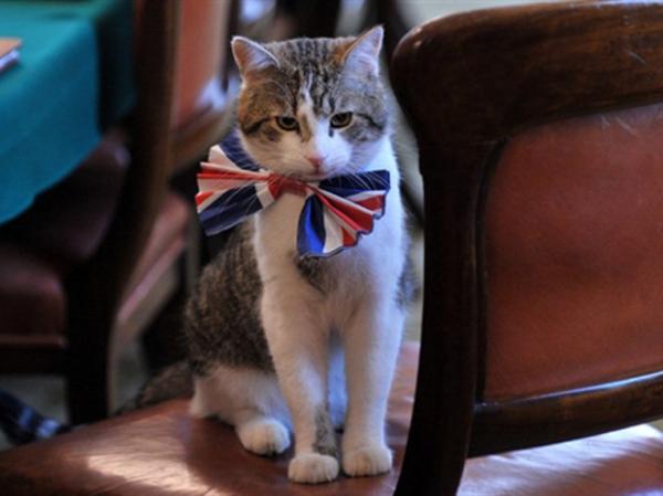 Larry foi 'contratado' pelo gabinete britânico para perseguir os ratos de Downing Street.(Imagem:AFP)