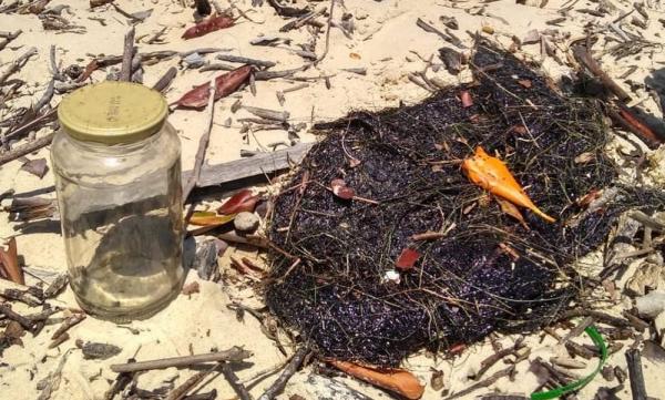  Óleo cru foi encontrado em capim-agulha, principal alimento do peixe-boi, na Praia da Lama (PI).(Imagem:Pesca Solidária da Comissão Ilha Ativa )