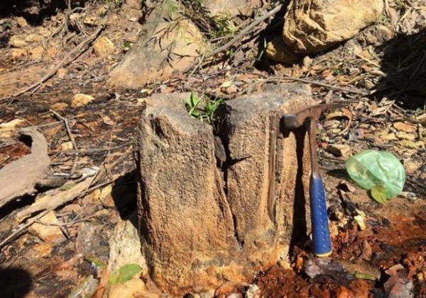Nova Floresta Fóssil é descoberta as margens de riacho em Teresina.(Imagem:Ascom/Semam)