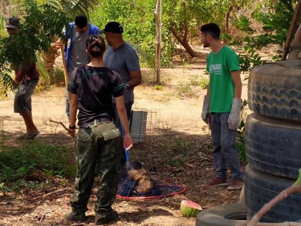 Macacos que eram criados como animais domésticos são apreendidos em Oeiras.(Imagem:Divulgação/Semar)