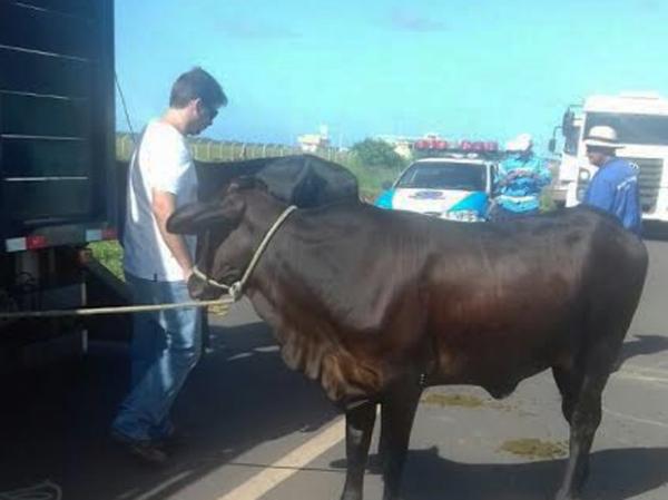 Animais na pista potencializam os riscos de acidentes nas rodovias.(Imagem:Divulgação/PRF)