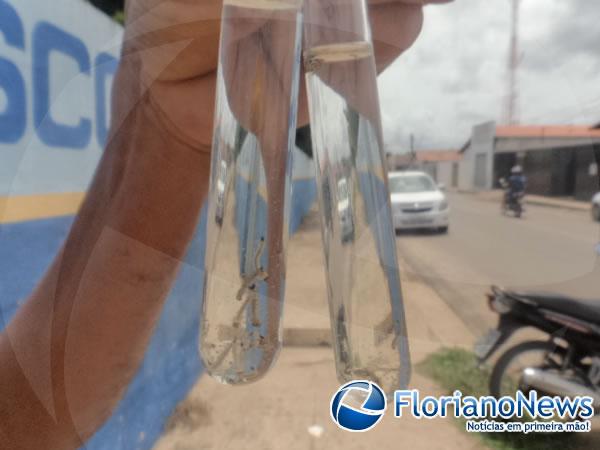 Larvas da dengue encontradas em residências.(Imagem:FlorianoNews)