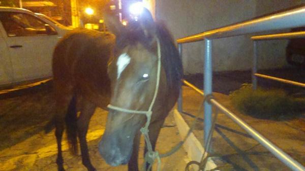 Homem rouba cavalo e foge a galope pelas ruas de Floriano.(Imagem:Divulgação/PM)