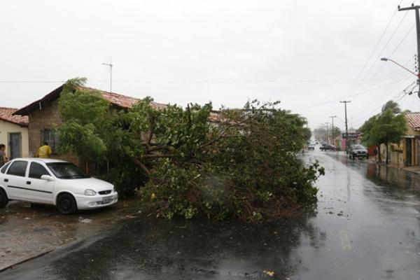 Árvore caina avenida 13 de maio(Imagem:Cidadeverde.com)