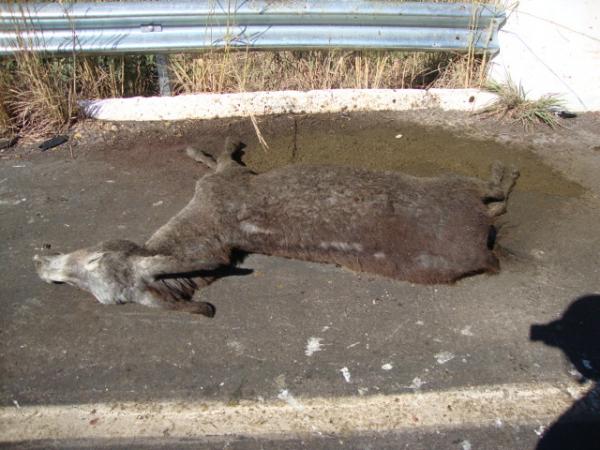 Animal na pista provoca acidente na BR 230(Imagem:Redação)