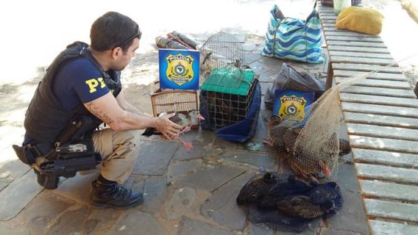 Aves foram apreendidas durante fiscalização de rotina.(Imagem:Divulgação/PRF)