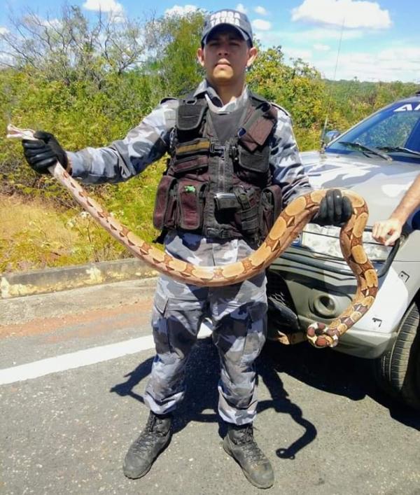 Jiboia foi contida por policiais militares.(Imagem:Divulgação/PM)