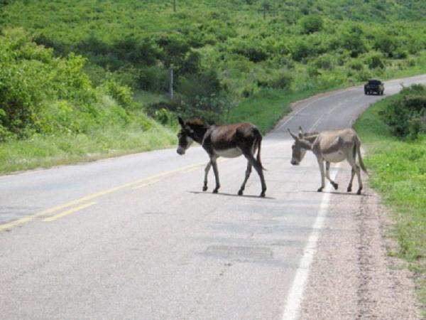 Deixar animais soltos na estrada é crime e pode gerar prisão ou multa.(Imagem:Divulgação)