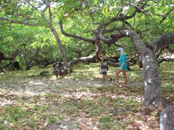 Turistas visitam cajueiro do Piauí.(Imagem:Gilcilene Araújo/G1)